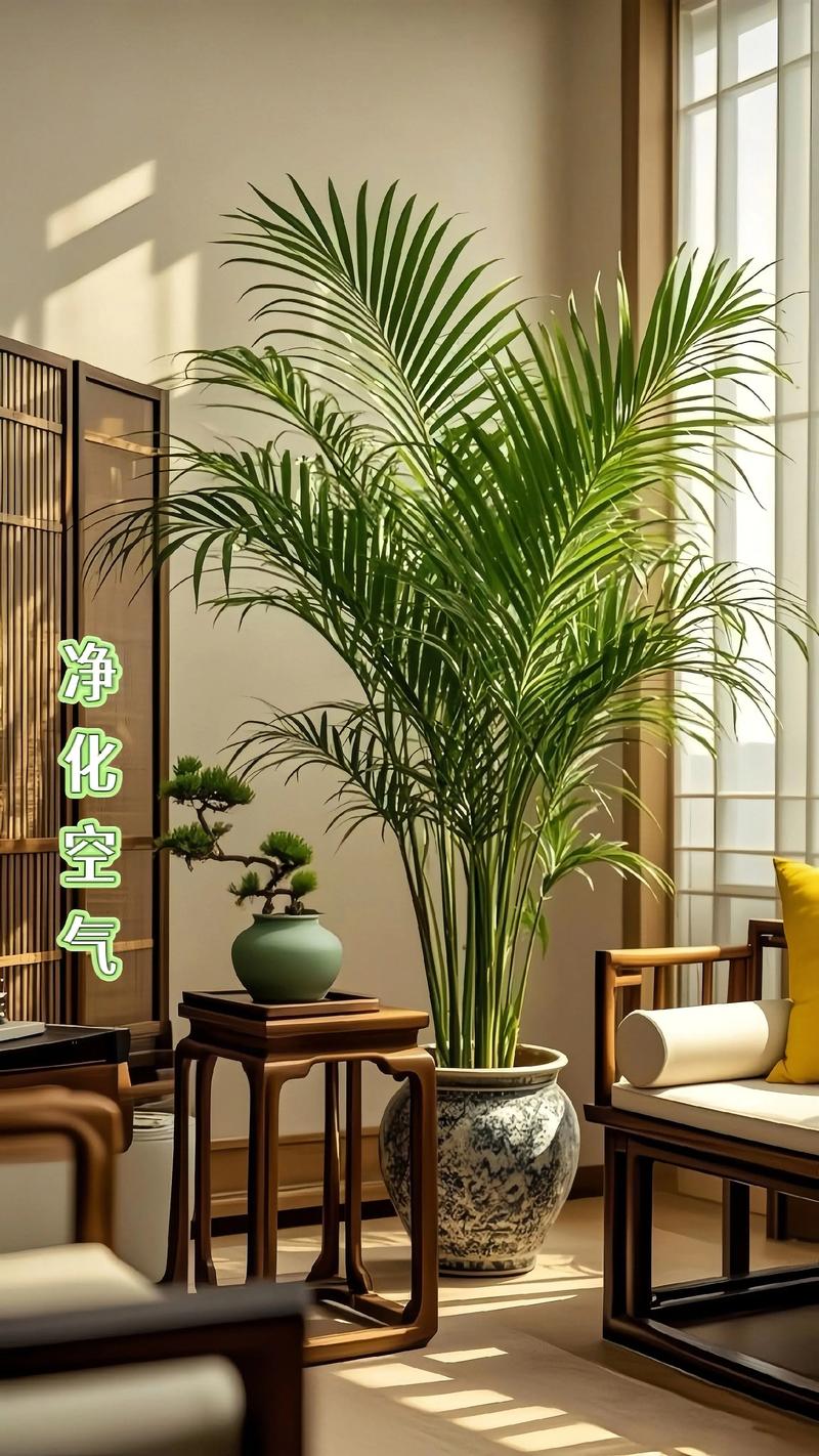 散尾葵摆放位置对风水有讲究吗？