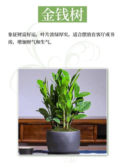 水命木命养什么花最招财？木命养什么植物最旺财？