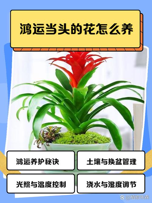 养花需要注意哪些风水问题才能让植物生长得更好？