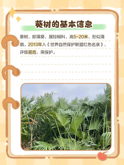 蒲葵树种植在住宅周围是否会对家庭风水产生不良影响？