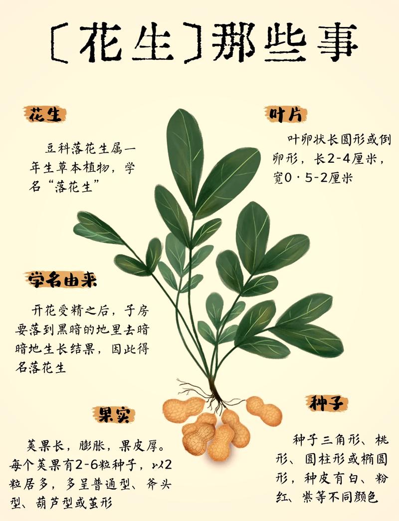 家里摆放花生对风水有影响吗？