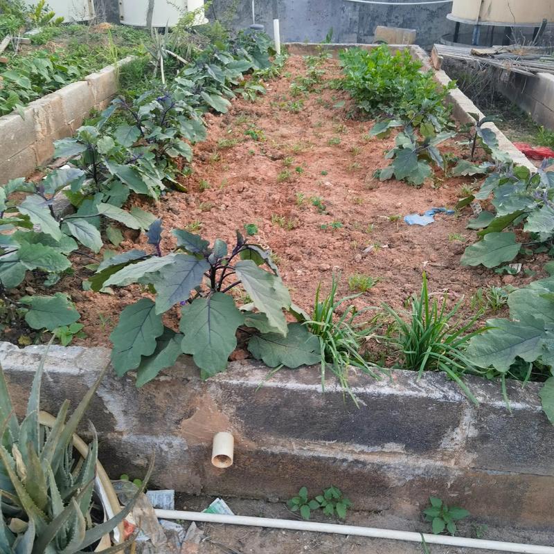 在平房顶上种植蔬菜会对风水产生不良影响吗？