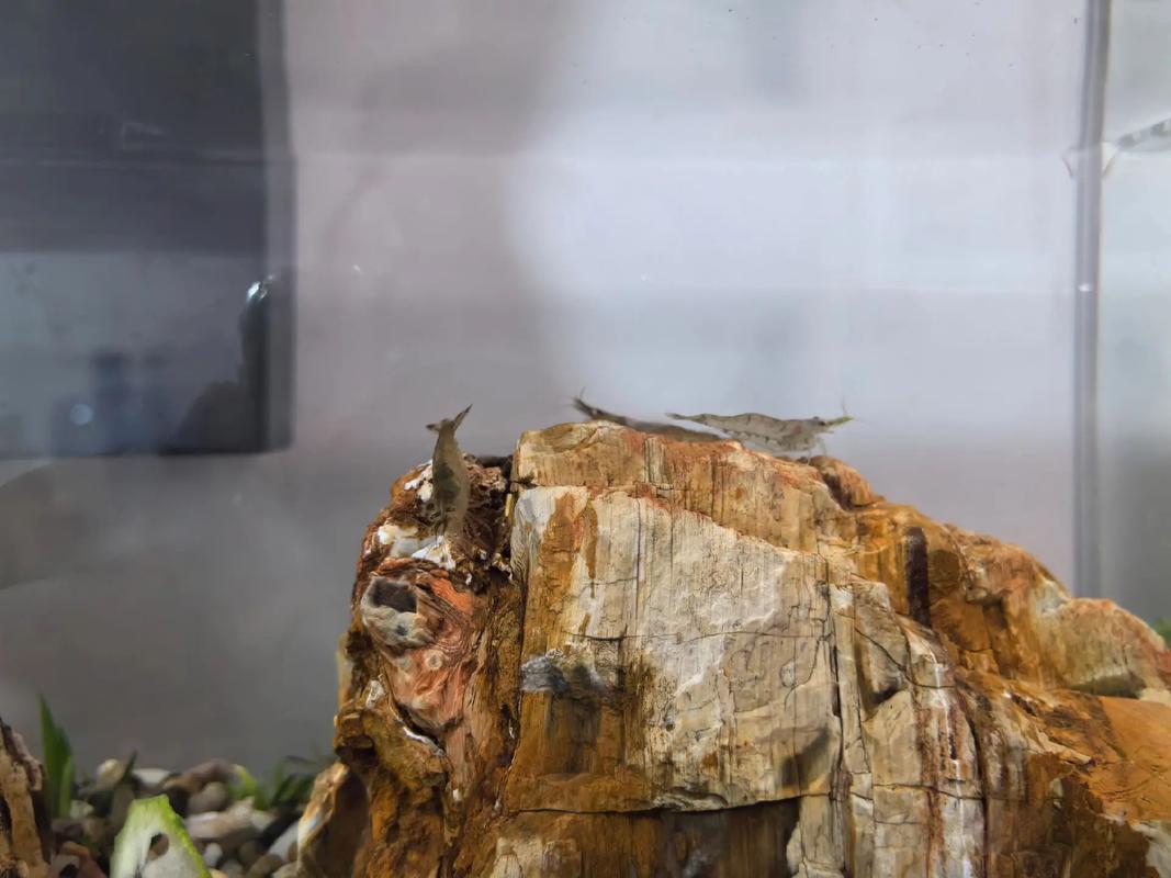 鱼缸里嫩养红尾虾吗？这样的风水布局合适吗？