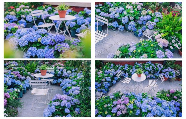 阳台适合养绣球花吗？风水角度有讲究吗？