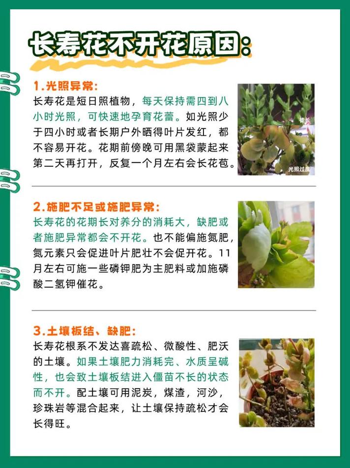 为什么说木命的人养花容易枯萎，是不是真的养花不开呢？