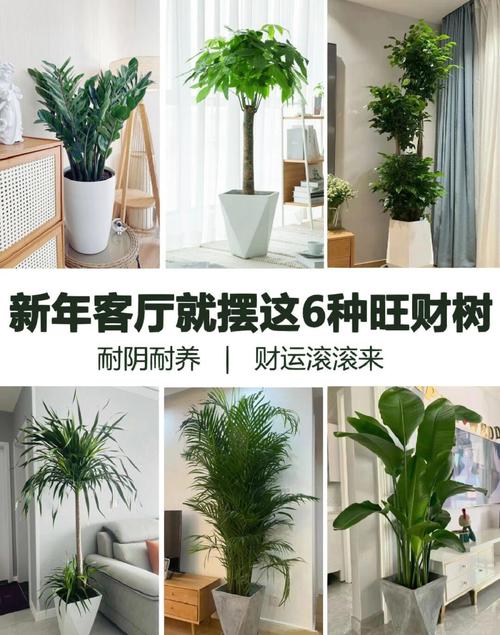 家里种什么树能旺风水，适合什么命的人栽树容易成活？
