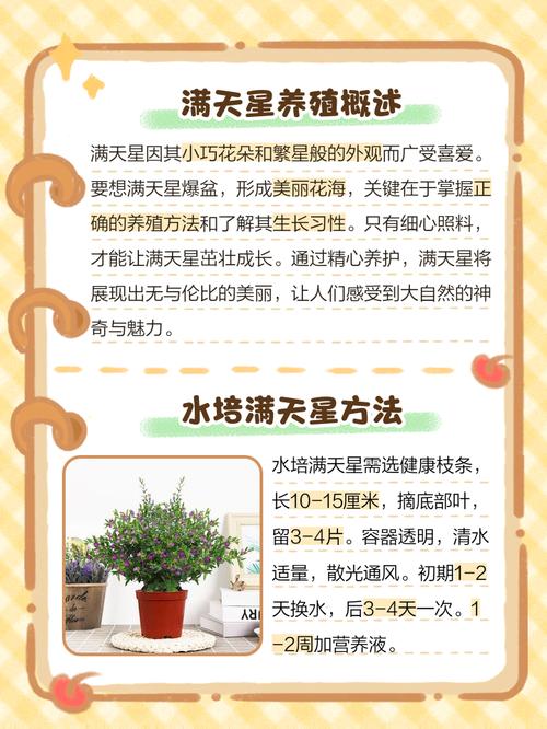 家里摆放满天星能否改善风水？