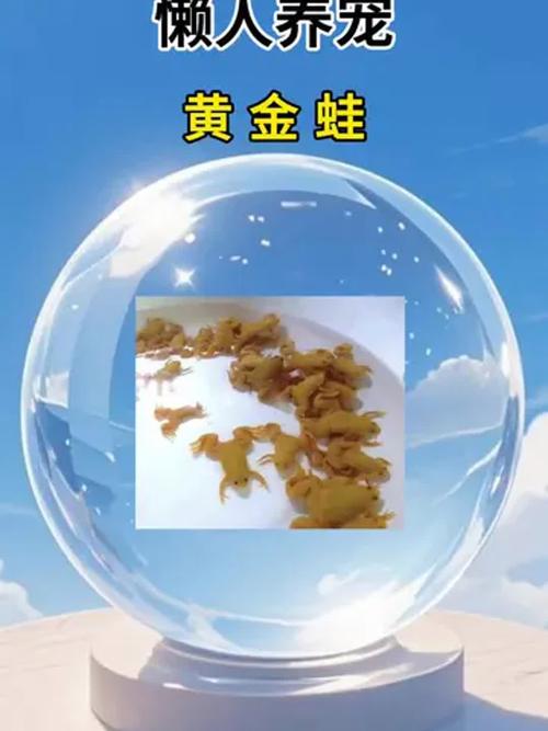 家里养小金蛙风水怎么样，适合吗？