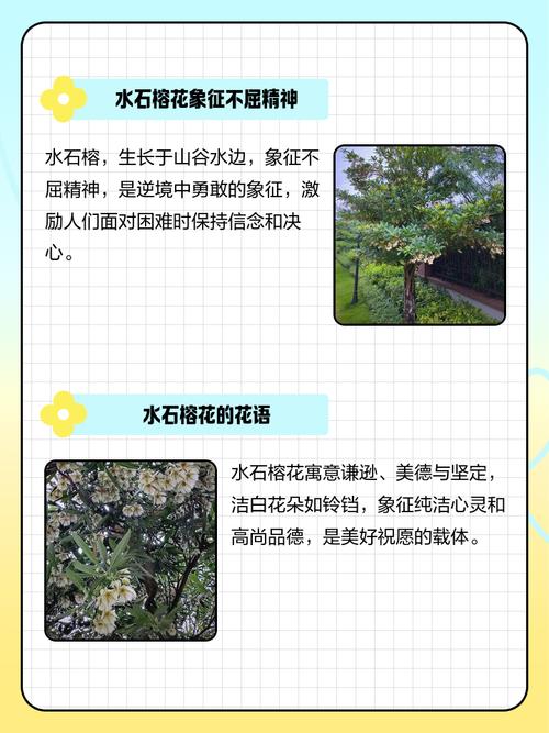 榕花树的风水功效有哪些具体表现？