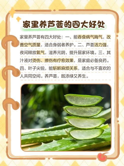 门口摆放芦荟对风水有好处吗？