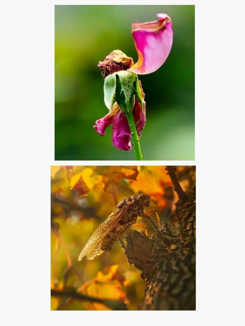 残花败柳对风水有影响吗？