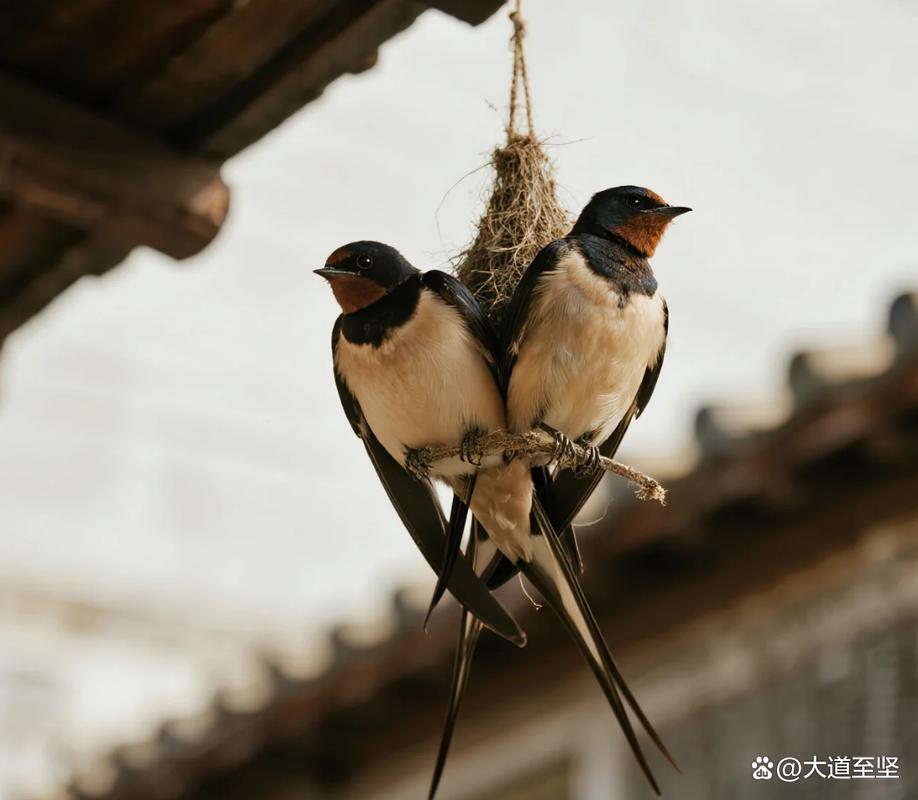 燕子来家是否预示着这是风水极佳的宝地呢？