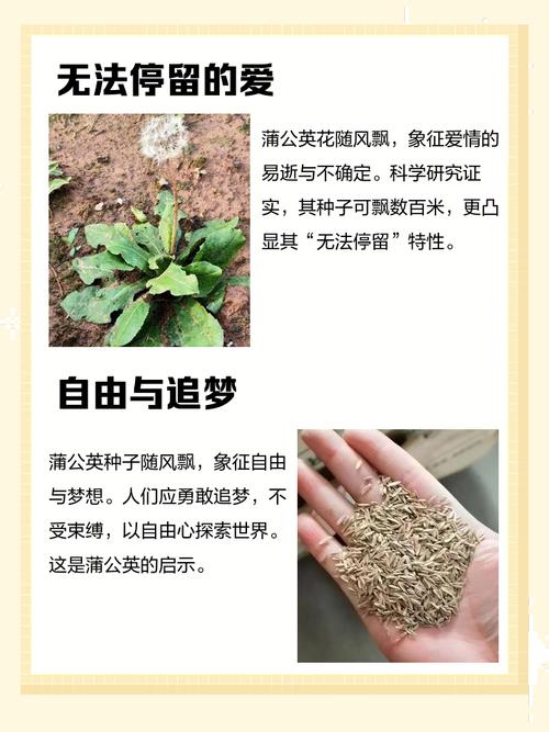 蒲公英在风水中的象征意义是什么？