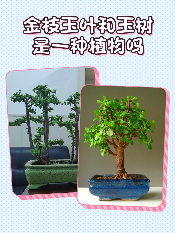 玉叶命究竟是什么命？玉树和金枝玉叶是否属于同一品种？