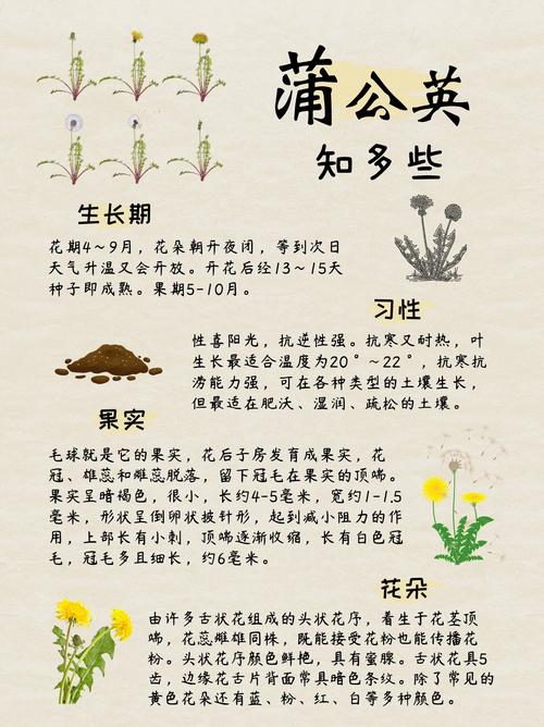 家里种植蒲公英会对风水产生怎样的影响呢？