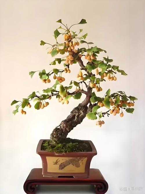 杏树造型破坏风水，这样的做法会影响家居风水吗？