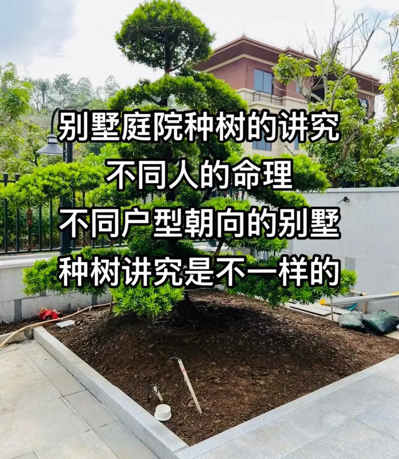 房顶植树的风水讲究有哪些具体细节需要注意？