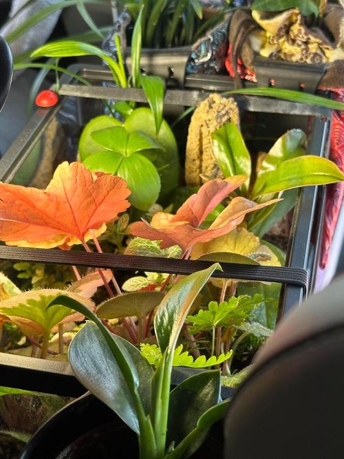 车内摆放植物对风水有何具体影响？