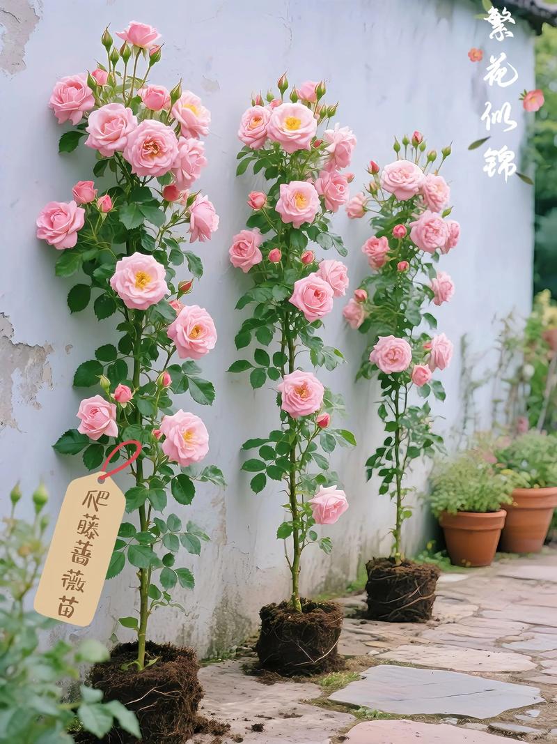 阳台适合种植风水蔷薇吗？