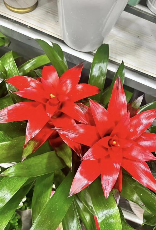 鸿运当头这种风水花是哪种植物呢？