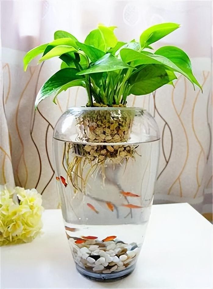 风水鱼缸底部摆放绿萝，这样做对吗？有什么讲究吗？