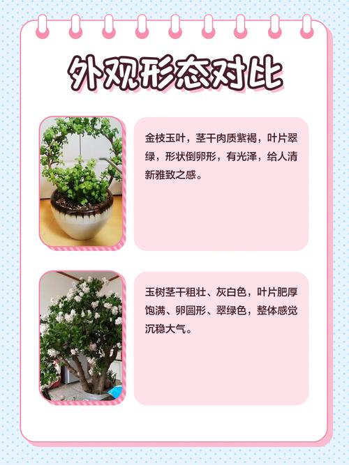 玉叶命究竟是什么命？玉树和金枝玉叶是否属于同一品种？