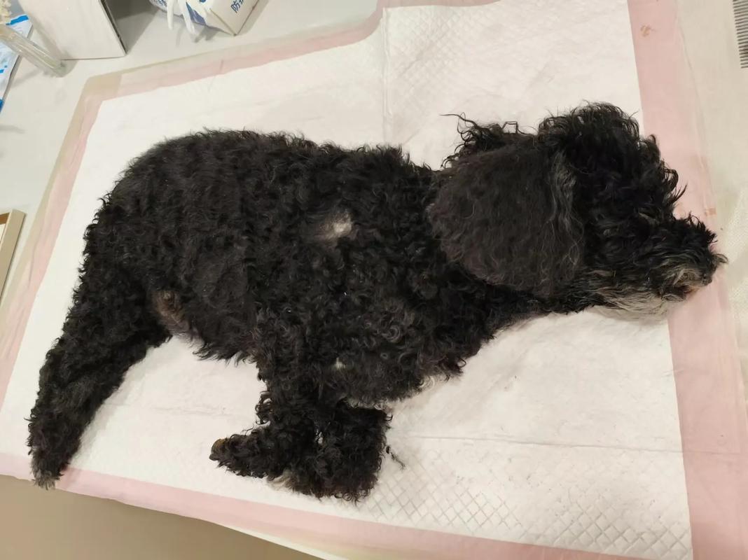 狗有七条命，死后多久会投胎转世？