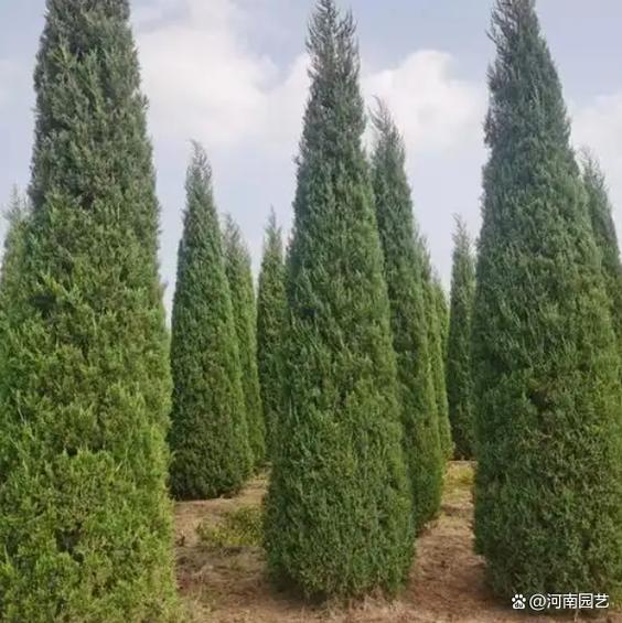 风水学屋旁种柏树合适吗？