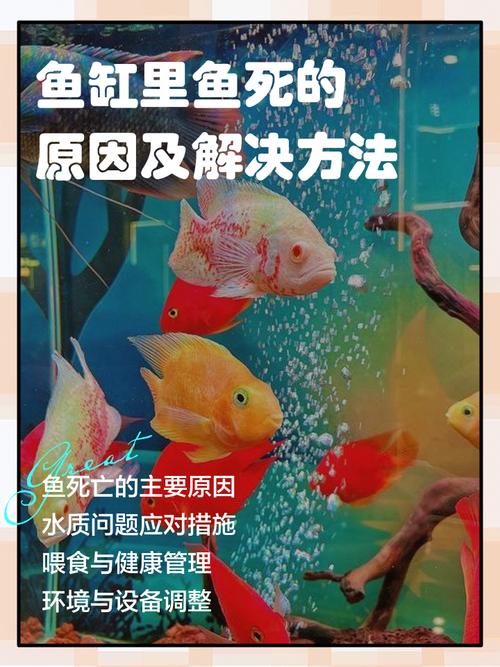 鱼死亡是否与家居风水布局有直接关联？
