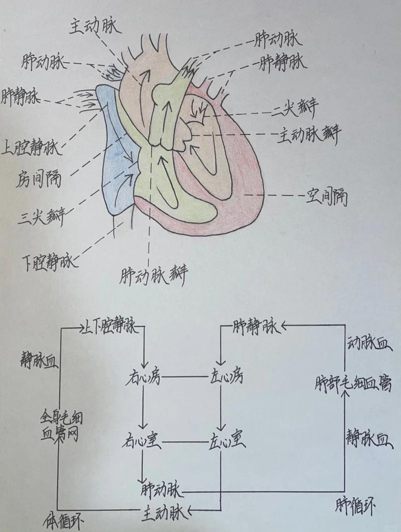 医学视角下人的生命组成原理是怎样的？
