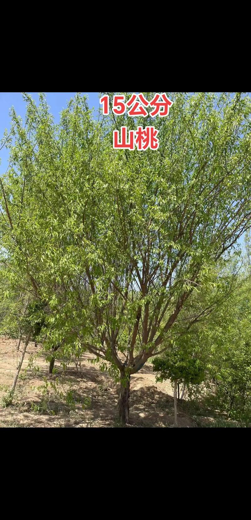 山里种植桃树的风水条件怎么样？