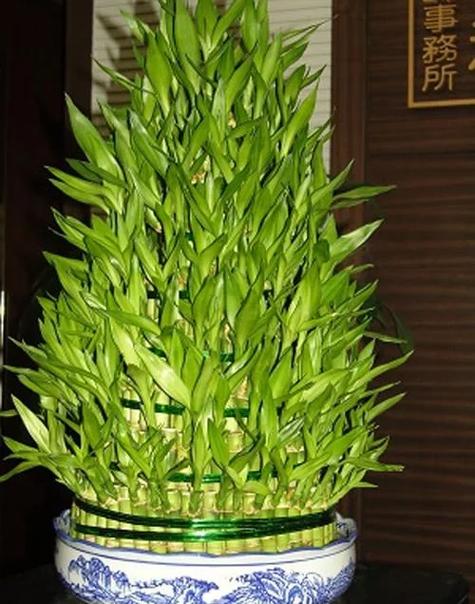 客厅贴竹叶风水效果怎么样？有没有什么讲究？