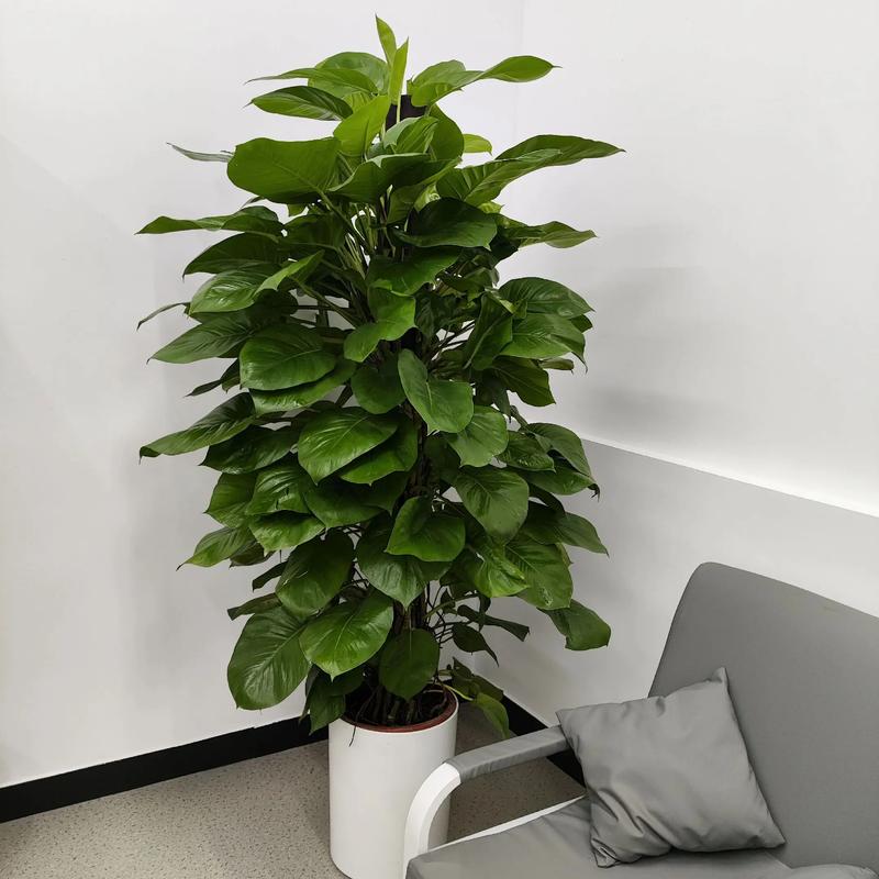 室内摆放绿萝是否会影响家居风水布局？