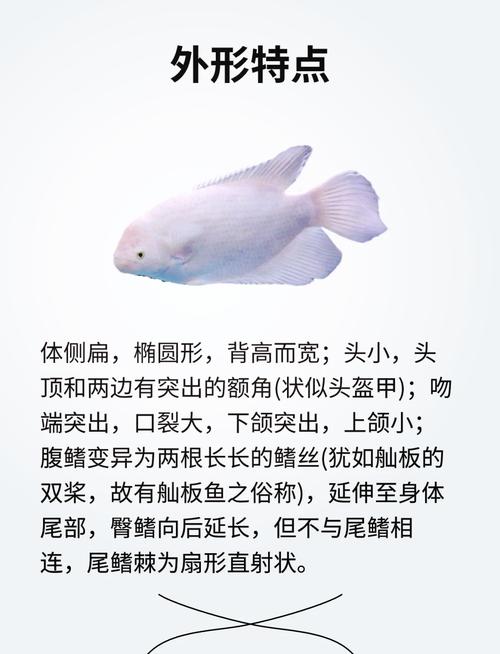 风水鱼转手是否可行，我能否购买这样的鱼呢？