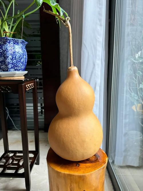 葫芦发白会对家居风水产生哪些不利影响？