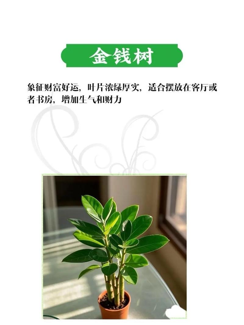 家里适合种植植物吗？这样的风水布局是否吉利？