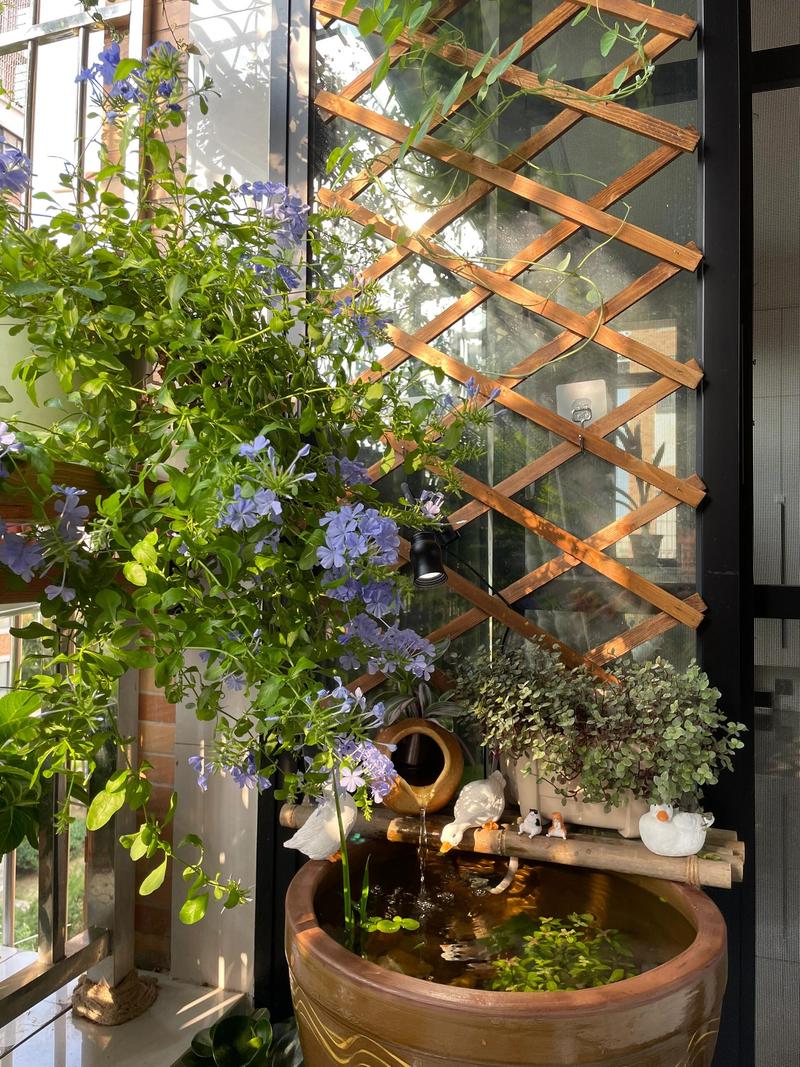 阳台养鱼对风水有影响吗？这种做法是否适宜？