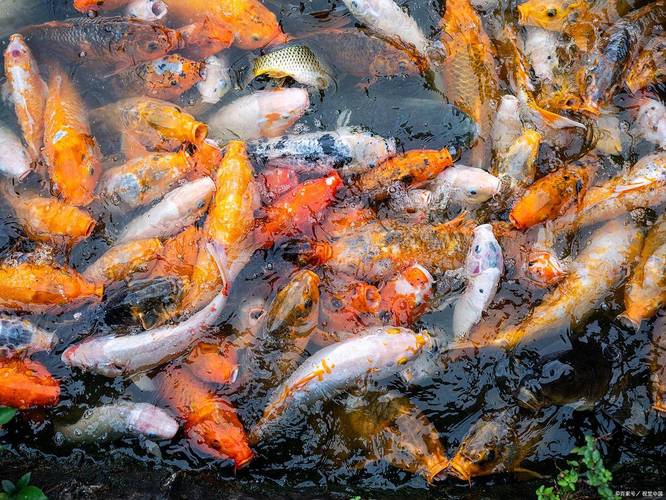 燕尾草鱼作为风水鱼，其寓意和作用究竟有何特别之处呢？