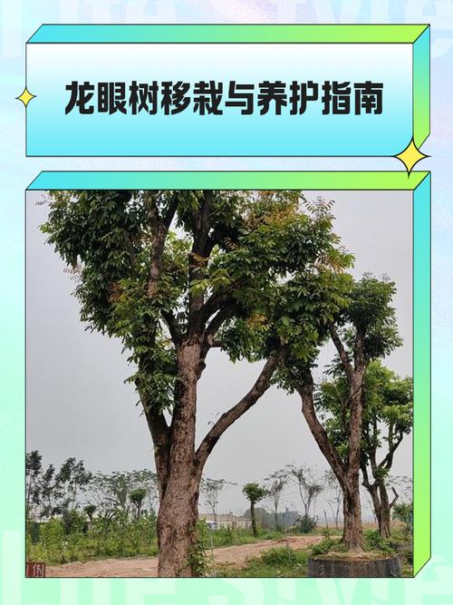 阳台种植龙眼树会对家居风水产生哪些不利影响？