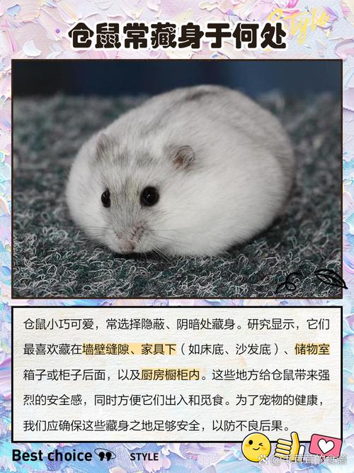 仓鼠的摆放与风水方位之间是否存在某种关联呢？