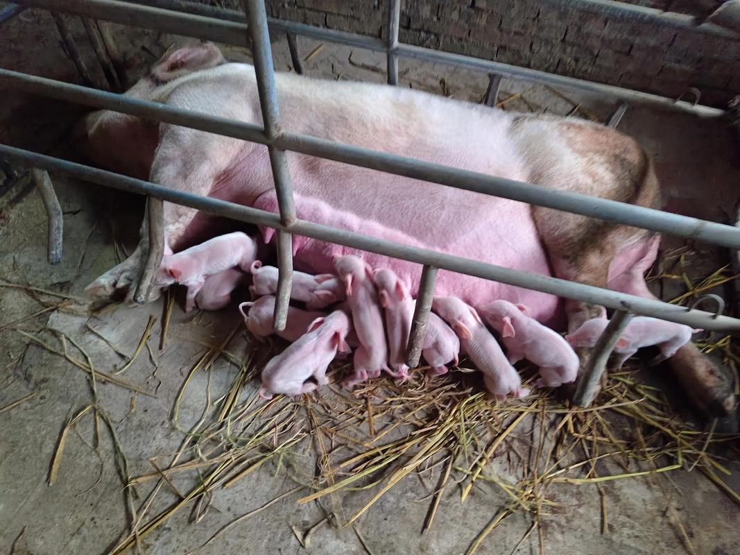 猪宝宝午时出生，他的命运究竟如何？