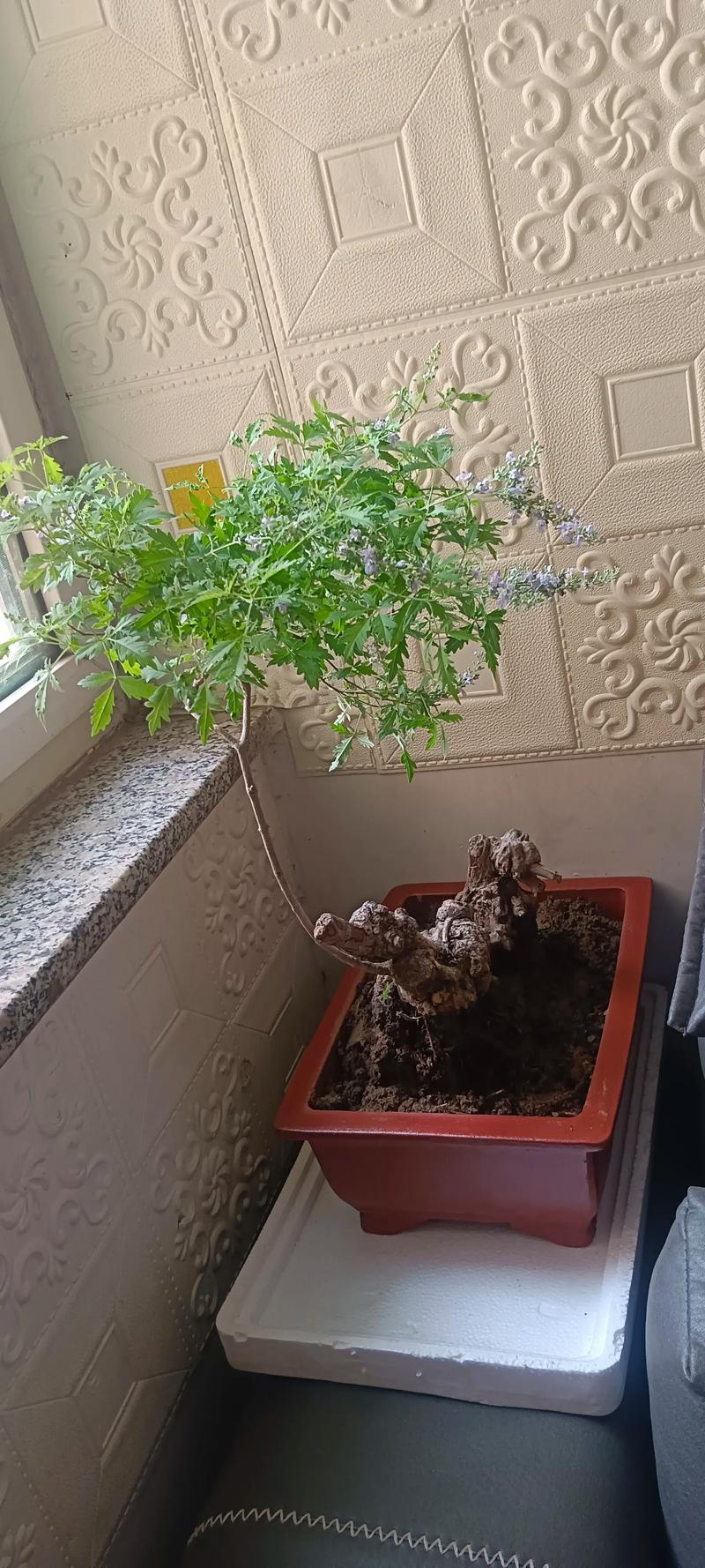 家里种植荆树会影响风水吗？