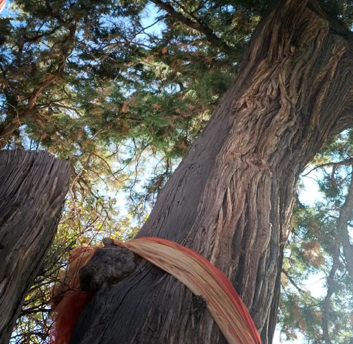 龙山风水景区需要购买门票才嫩参观吗？