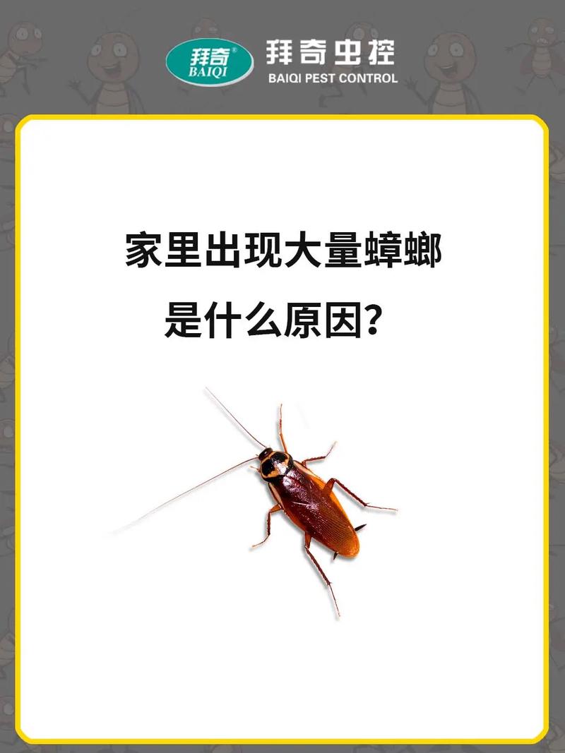 家里蟑螂成群，这究竟是不是预示着什么不幸的事情要发生呢？