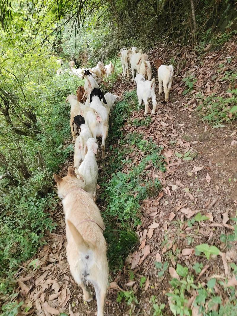 老房子养羊会破坏风水，影响居住环境吗？