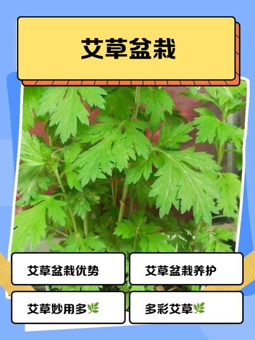 阳台种植艾草会对家居风水产生哪些不利影响？