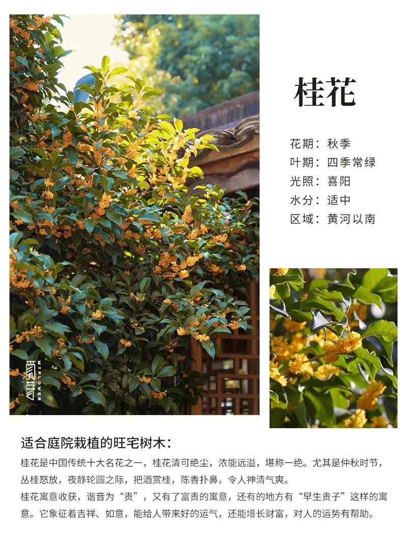 在风水院里种植树木是否会影响风水布局？