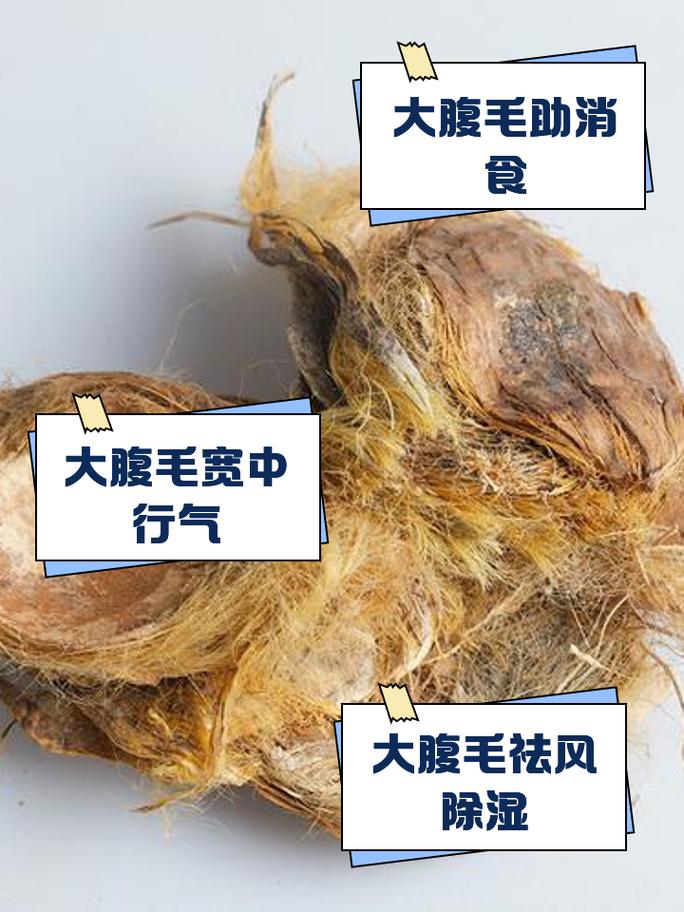 肚子长毛与风水之间是否存在某种关联呢？