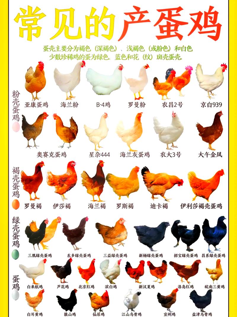 生肖鸡中，火鸡、木鸡、水鸡、土鸡哪种命蕞好？