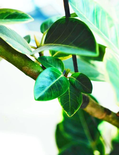 卧室摆放榕树会影响风水吗？